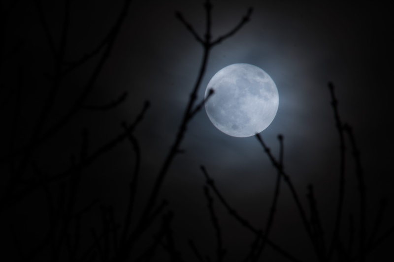 scenic, sphere, night, spooky, tranquility, astrology, astronomy, space, planetary moon, full, light, sky, nature, supermoon, lunar, scenics - nature, tree