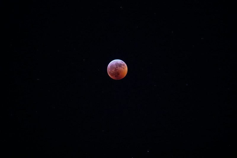 sky, focus, moon, lunar eclipse, pink, super moon, red, natural phenomenon, tranquility, 2019 moon, orbiting, beauty in nature, tranquil scene, space and astronomy