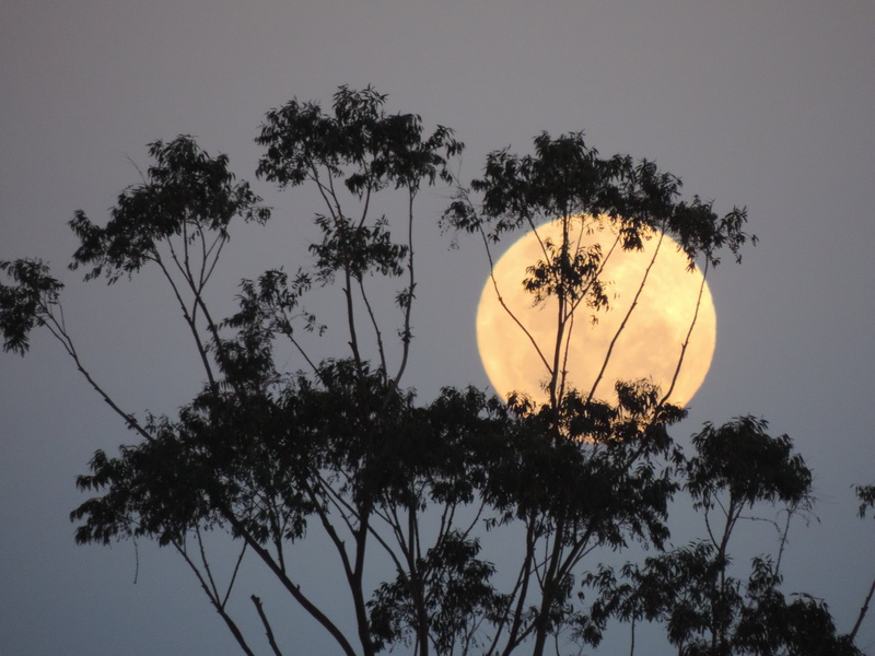 silhouette, lunar, tranquil scene, communication, trunk, scenics - nature, beauty in nature, australia, tree trunk, sunset, yellow, branch, 4K, nature