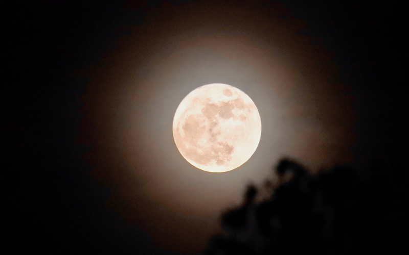 moonlight, tranquility, united states, outdoors, astrology, moon, tree, sky, no people, supermoon, irvine, shape, 5K, spooky, astronomy, full moon, scenics - nature