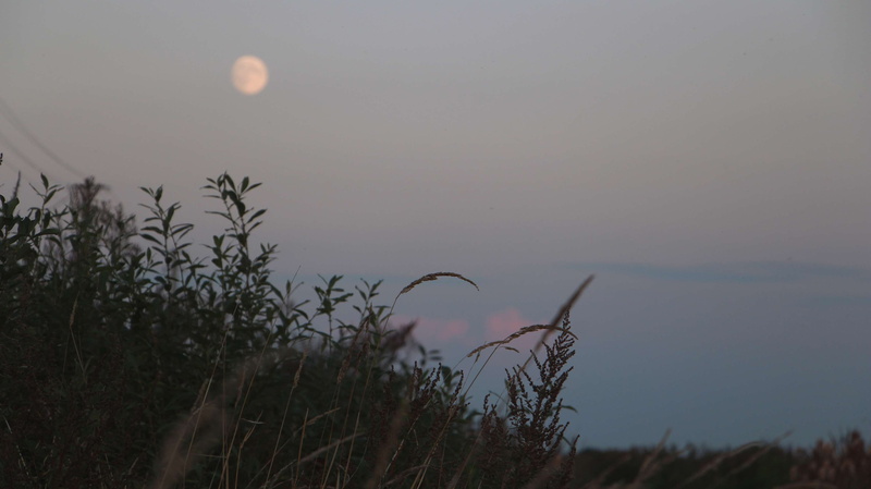 reed, sky, beauty in nature, thicket, dusk, tranquil scene, tranquility, outdoors, growth, scenics - nature, 4K, night, water, supermoon, evening, fog