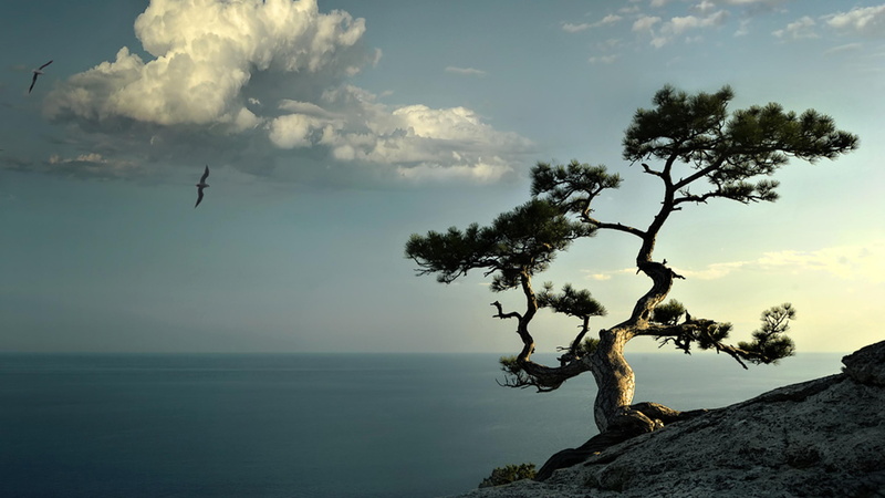 water, lonely, tree, rocky, lone tree, sky, sea, lonely tree, nature, ridge, 4K