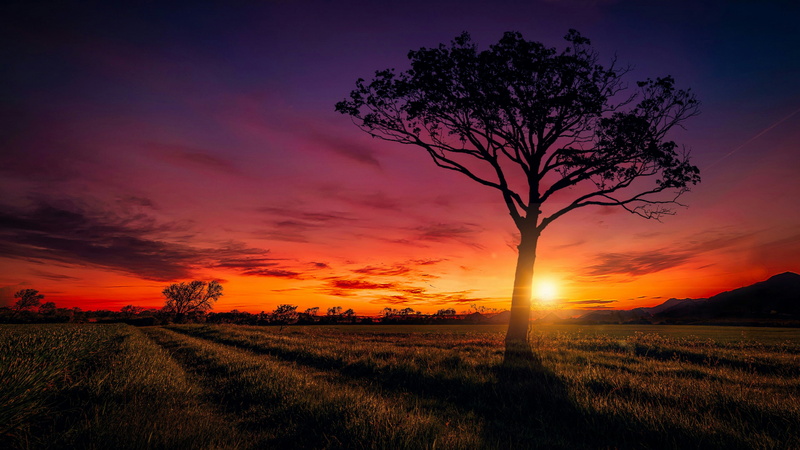 land, outdoors, plant, lone tree, no people, environment, nature, grass, atmosphere, field, rural scene, tree, beauty in nature, 4K, cloud - sky, cloud