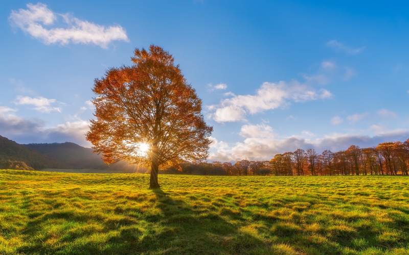 Autumn, Sun, Lonely, Rays, Tree, 1080P, Fields