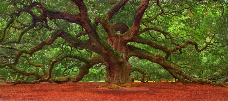 Angel Oak Tree, Trees, 1080P, Tree, Nature, Branch