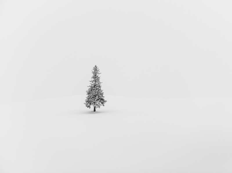 alone, Tree, Lonely, coniferous tree, kamikawagun, Christmas, arcreyes, Winter, cold temperature, environment, hokkaidoprefecture, snowing, Nature, Snow