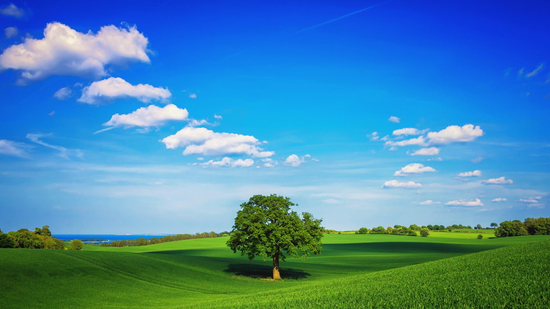 landscape, blues sky, sunny, scenery, green field, lonely tree, 4K