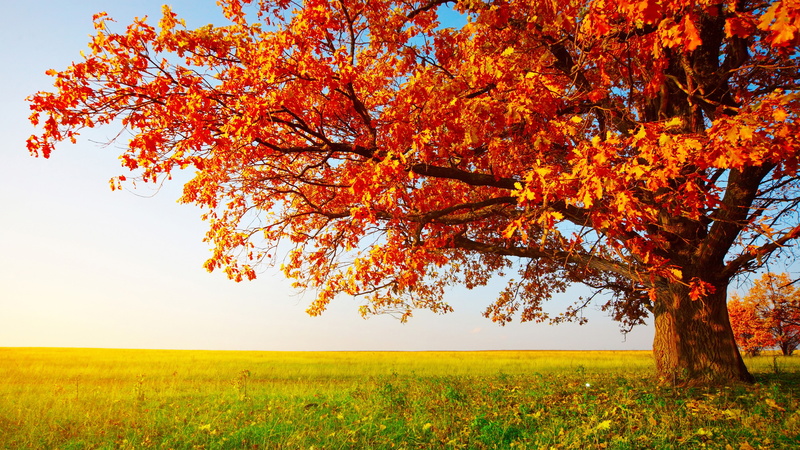 field, red leaves, sky, tree, nature, landscape, branch, 5K, grass, autumn, lone tree, autumn landscape
