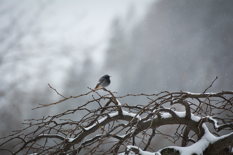 outdoors, animal themes, nature, low angle view, tree, no people, cold temperature, 2K, vertebrate, animal wildlife, snow, one animal, bare tree, day