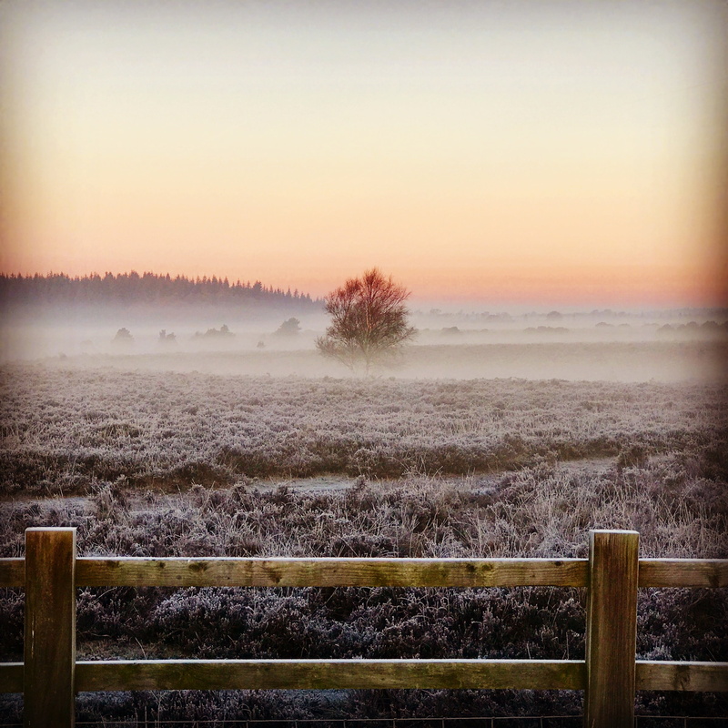 mist, scenics, ice, grass, rural Scene, outdoors, 2K, lone tree, Ringwood, New Forest, sunset, lone, countryside, fence, tree, Hampshire, dawn, surrounded