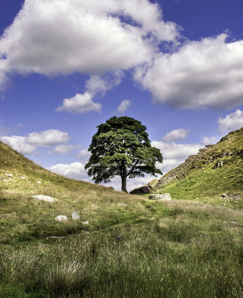 scenics - nature, tranquil scene, cloud - sky, green color, outdoors, northumberland, beauty in nature, field, no people, environment, tranquility, lonely tree