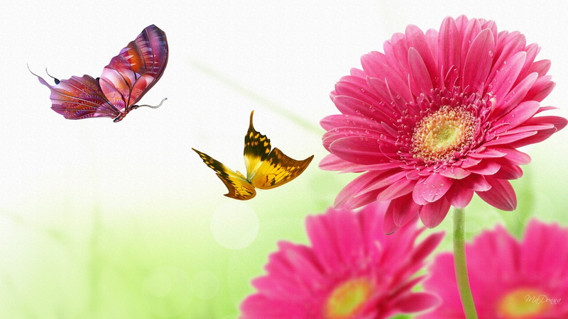 gerbera, bright, dance, daisies, butterflies, 1080P, hd, nature, butterfly, daisy, flower, persona, gerber, firefox, pink, firefox persona
