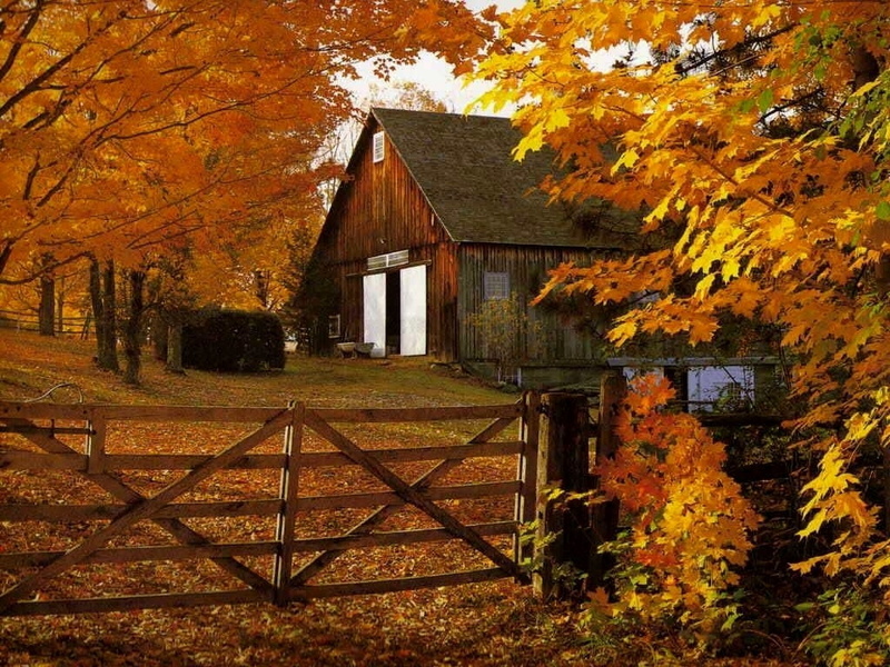 leaves, 480P, nature, fall, fence, halo, autumn, golden, gold, barn, hd