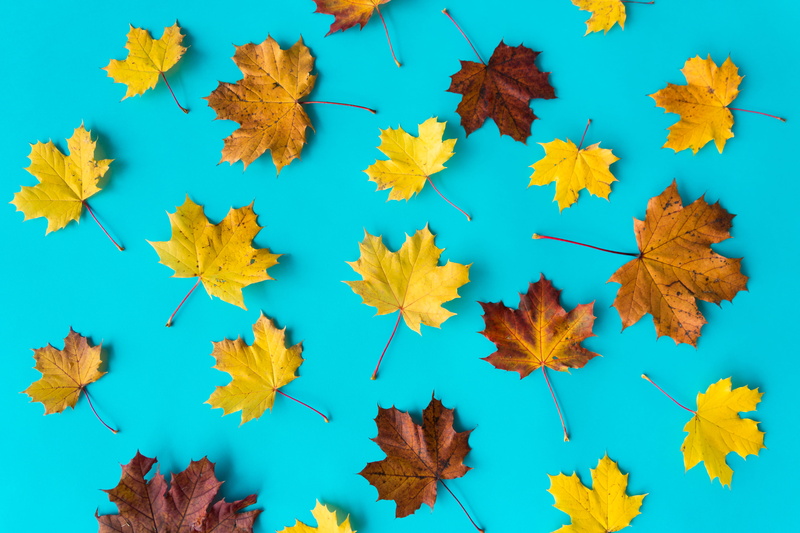 background, plant part, freshness, beauty in nature, yellow, blue, top, autumn, pattern, 4K, fall, studio shot, orange color, blue background, change