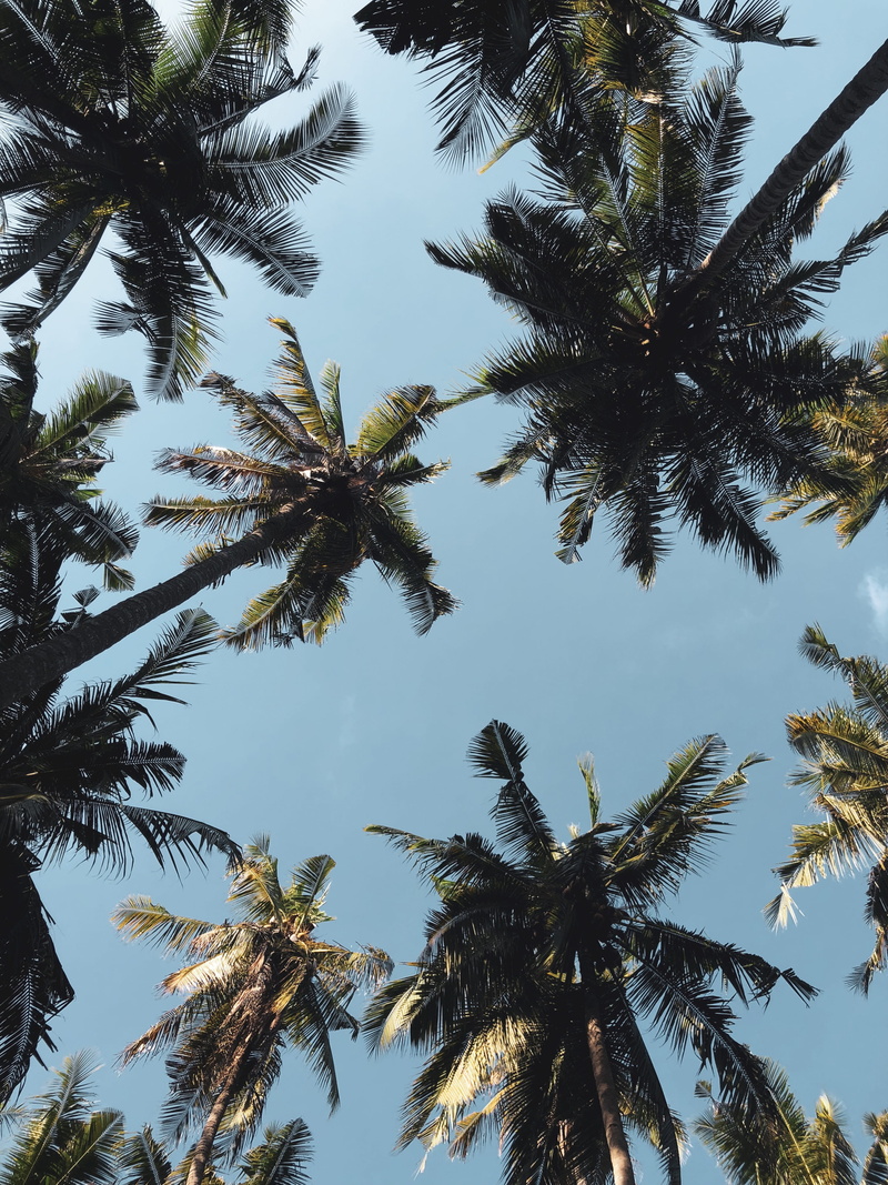 exotic, day, low, relax, trees, photography, looking up, tropical, 4K, palm Tree, branch, android, beauty In Nature, vacations, forest, sea