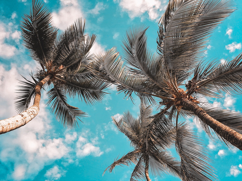 tranquility, nature, plant, outdoors, palm trees, blue, day, sky, low angle view, directly below, coconut palm tree, no people, sunlight, tropical, leaf
