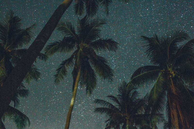 beauty in nature, angle, palm trees, palm leaves, outdoors, 5K, tranquil scene, evening, trees, leaf, tree trunk, space, photo, palm tree