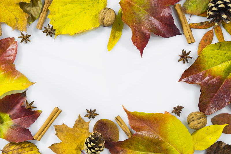 anise, fall foliage, greeting card, seasons, pine cones, nature, postcard, white background, fall leaves, autumn, large group of objects, leaf, studio shot
