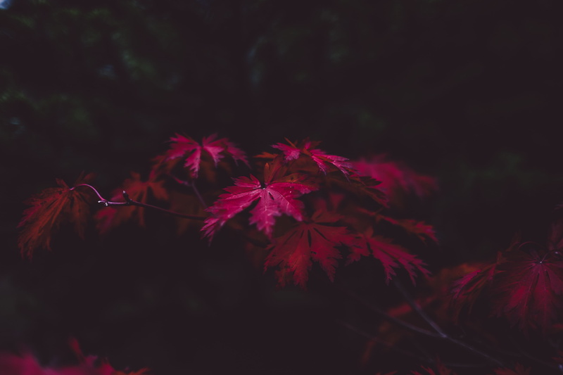 leaved, leaves, purple, 4K, red, freshness, selective focus, close-up, dark, plant, vulnerability, star - space, tranquility, night, flower, growth, pink
