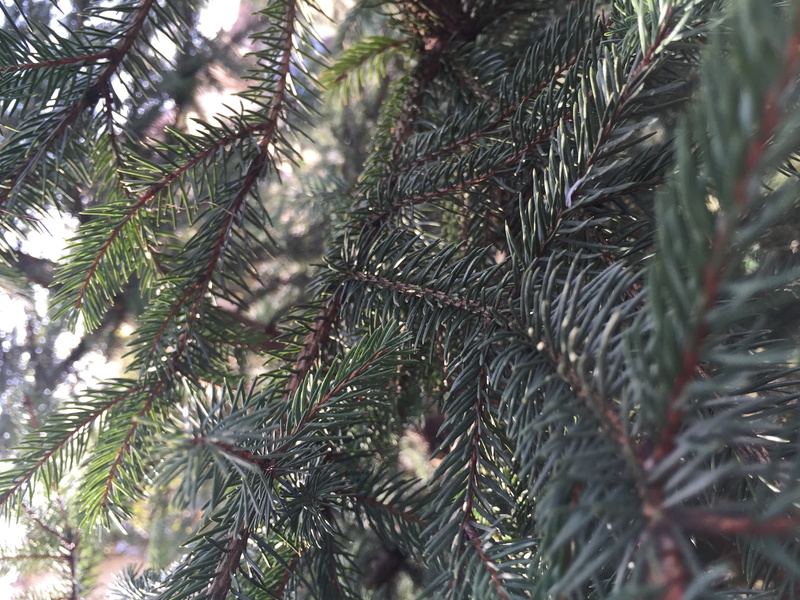 no people, day, beauty in nature, outdoors, 2K, close-up, needle - plant part, branch, selective focus, fir-tree, nature, pine tree, coniferous tree, focus on foreground