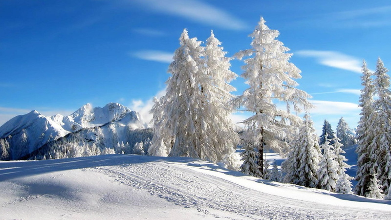 mountain, pine tree, tree, sunny day, fir, winter, 4K, pine, snow, blue sky, sky