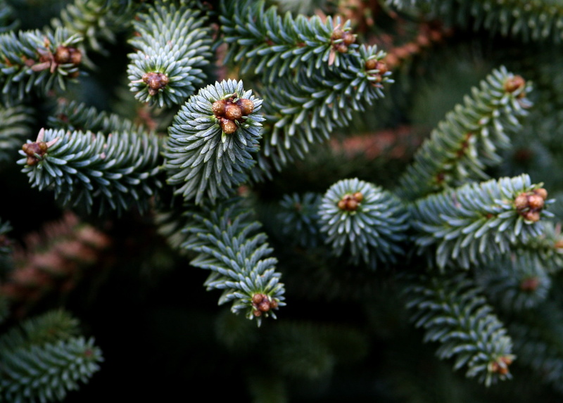 pine needles, pine, trees, fir, Nature, tree, branch, 1080P, green, leaves, needles