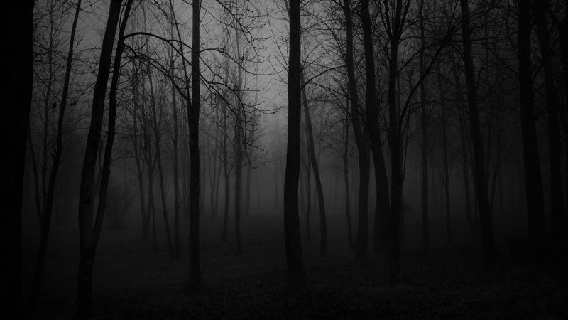 black and white, twilight, tree, dark forest, darkness, atmosphere ...