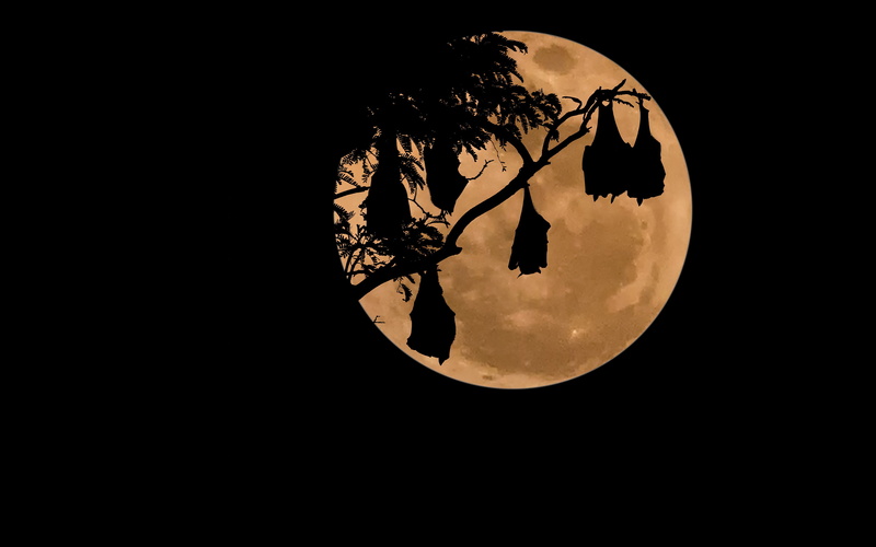 black background, 4K, moonlight, geometric shape, circle, silhouette, outdoors, sky, full, Moon, no people, night, tree, sphere, shape, close-up, astronomy
