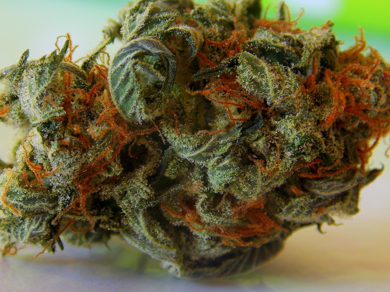 bud, animal, planrt, marijuana - herbal cannabis, marijuana, marine, healthcare and medicine, high, weed, alternative medicine, 4K, close-up, herb, orange
