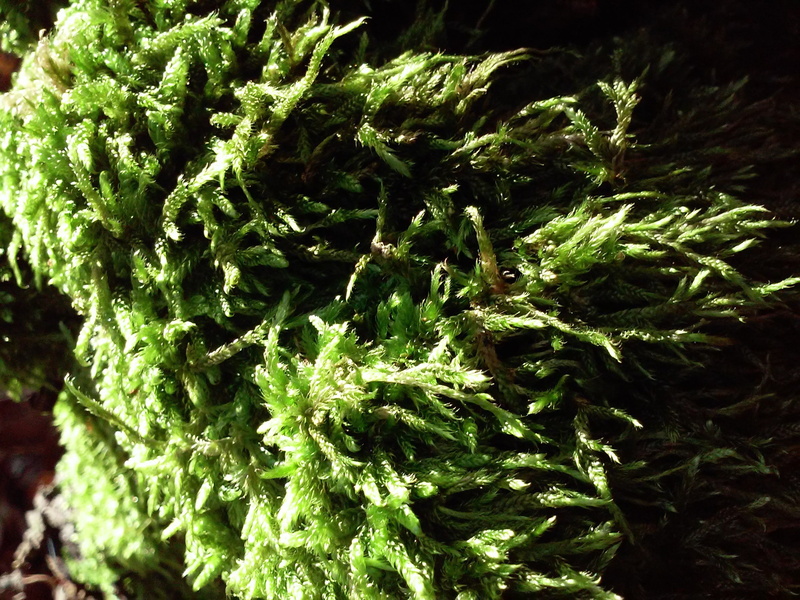 plant, food, medicine, 2K, narcotic, medical cannabis, marijuana - herbal cannabis, leaf, food and drink, moss, green color, herb, day, full frame, recreational drug