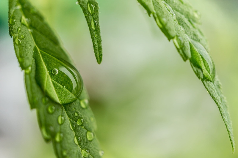 nature, food, selective focus, raindrop, medical marijuana, day, growth, food and drink, focus on foreground, selective, plant, green color, 1080P, water