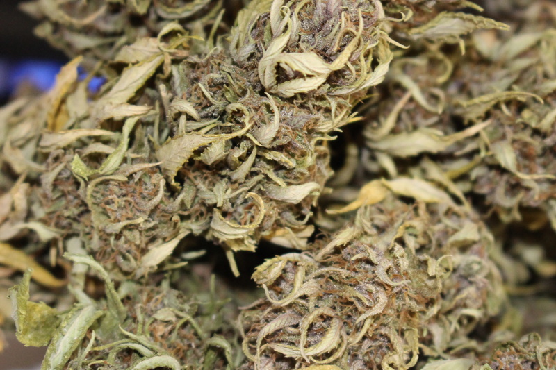 weed, medical cannabis, cannabis, plant part, flower, buds, marijuana, hungry, natural, outdoors, herb, no people, food and drink, alternative medicine