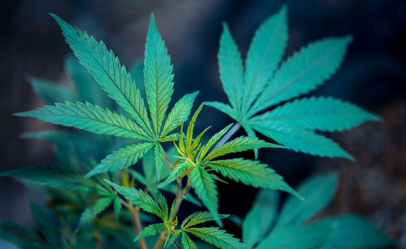 healthcare and medicine, food and drink, food, plant, recreational drug, nature, plant part, narcotic, medical cannabis, social issues, leaf, green, herb