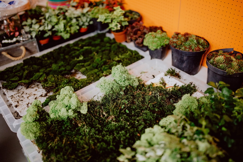 diy, rainforest, terrarium, food, food and drink, selective focus, retail, marijuana - herbal cannabis, hobby, close-up, growth, medical cannabis, glass
