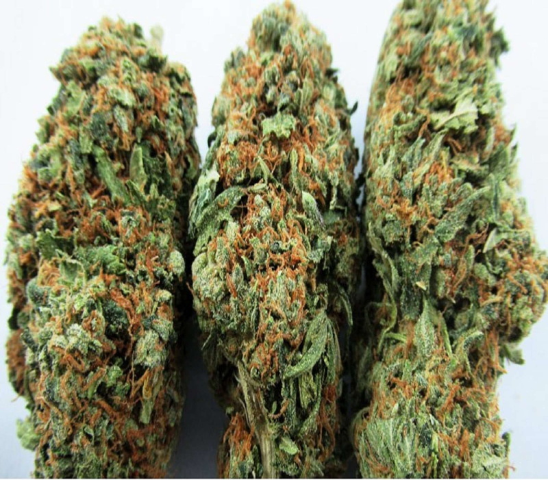 studio shot, medical cannabis, herbal medicine, no people, green color, beauty in nature, cannabis plant, white background, mail order weed, narcotic, alternative medicine