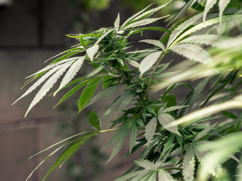 marijuana - herbal cannabis, beauty in nature, close-up, freshness, herb, leaf, 1080P, tree, plant part, green color, ganja, selective focus, food, cannabis