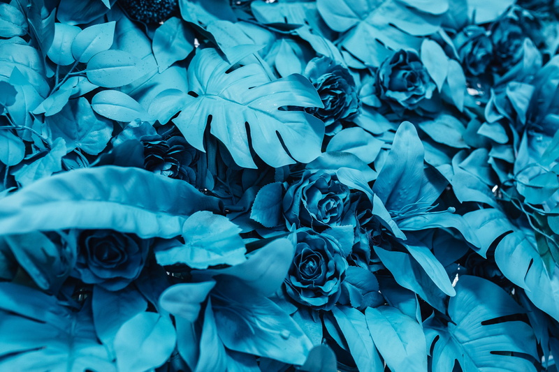 beauty, petal, 4K, flowering plant, outdoors, flower, full frame, flower head, plant part, leaf, plant, beauty in nature, close-up, day, bouquet, fake
