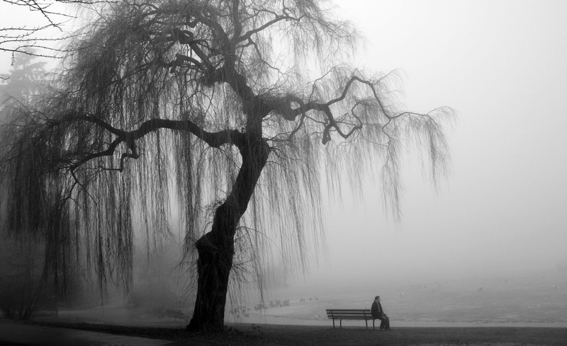 white, land, non-urban scene, tranquil scene, tranquility, plant, bench, black, fog, Black and White, people, men, two people, willow, nature, tree trunk