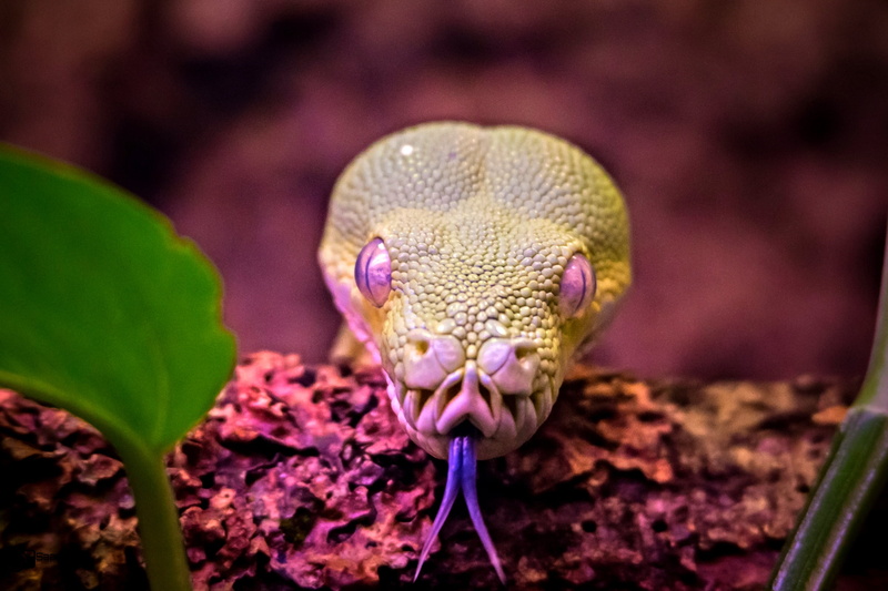 1080P, Tier, purple, Nightmare, Dein, Snake, Animals, Tongue, eye