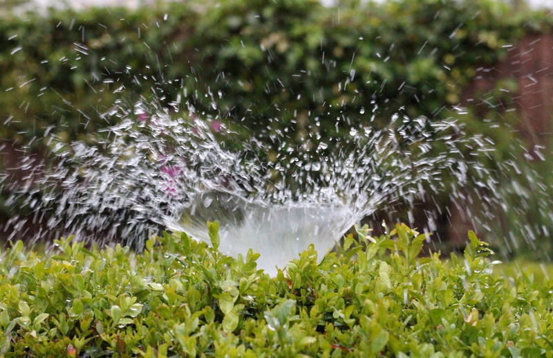 freshness, summer, sprinkler, nature, beauty in nature, rain, plant, torrential rain, irrigation, splashing, casting, leaf, spraying, growth, gardening