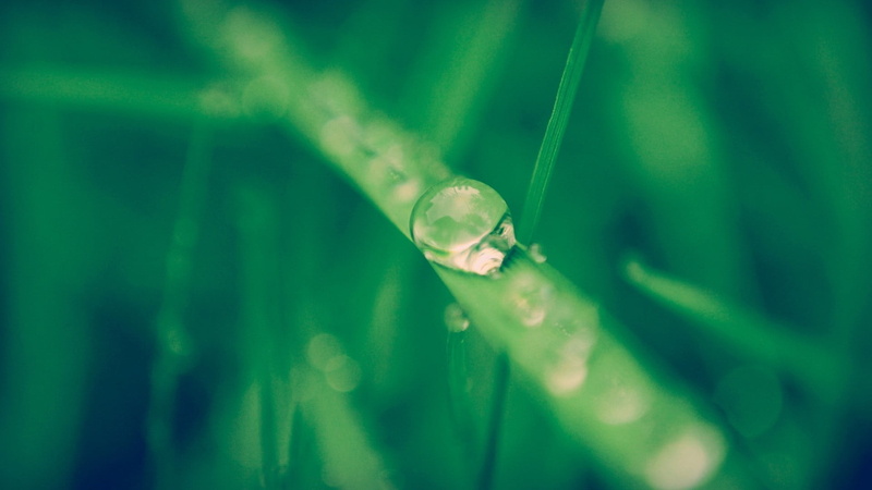 green Color, syringe, day, leaves, macro, laboratory, blue, close-up, blade of grass, extreme close-up, grass, selective focus, growth, vaccination, tear