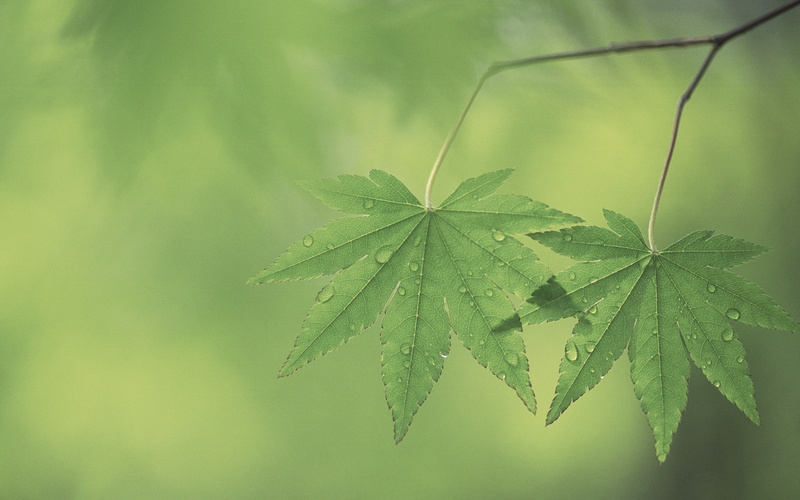 leaves, nature, narcotic, plants, herbal medicine, beauty in nature, plant part, leaf, close-up, marijuana - herbal cannabis, growth, macro, green color