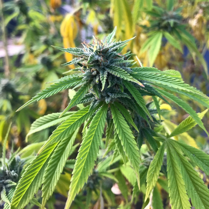 narcotic, 2K, medicine, food, food and drink, marijuana, weed, plant, growth, close-up, cannabis plant, focus on foreground, cannabis, green color, healthcare and medicine