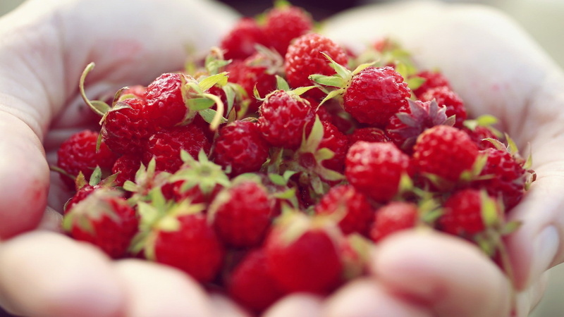 fruit, hand, strawberries, human body part, snack, food, raspberries, red currant, healthy lifestyle, selective focus, holding, close-up, strawberry, human hand