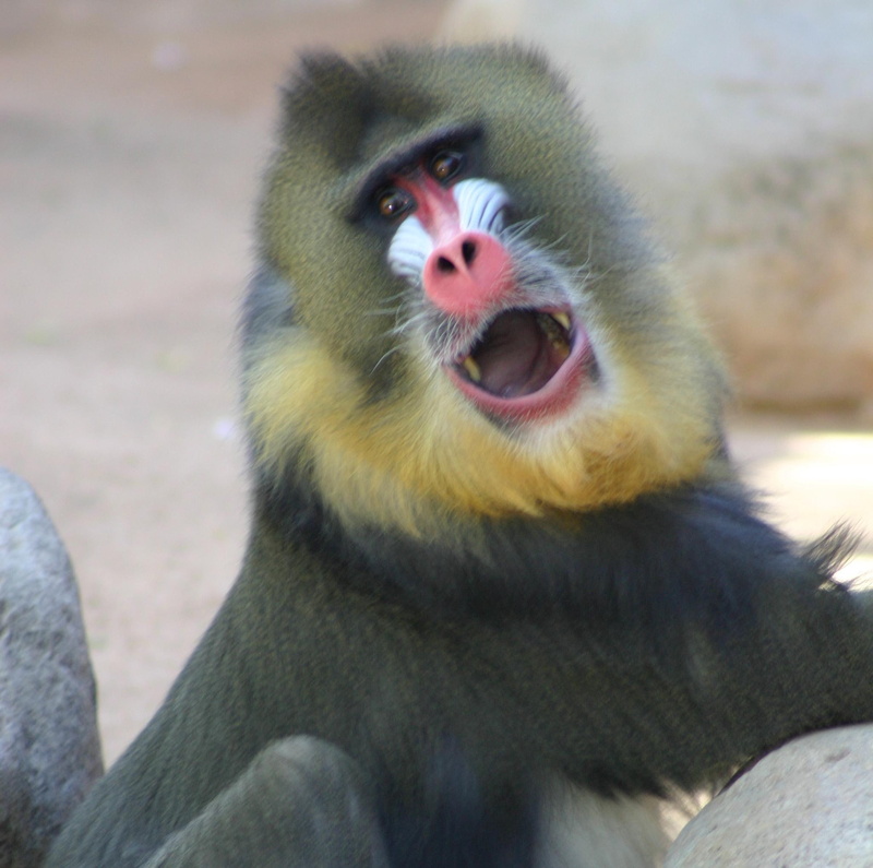 1080P, hairy, primate, monkey, said, animals