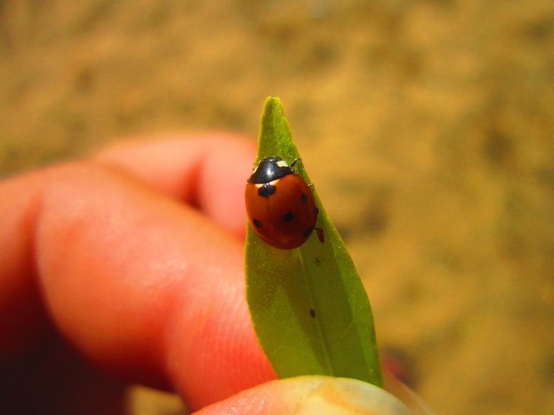 one animal, human finger, invertebrate, animal wildlife, holding, small, animals in the wild, finger, one person, human hand, care, small size, day, green color