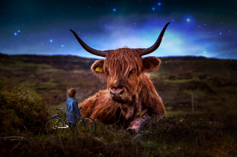 highland, one animal, nature, grass, people, starry sky, animal wildlife, cattle, livestock, mammal, corner, children, standing, bicycle, artistic conception