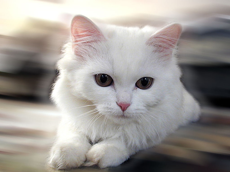 said, cats, cute cats, 480P, hd, cute, animals, im, art