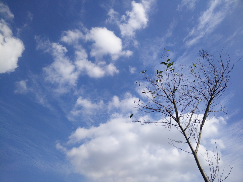 Sky, day, Lantian, 4K, freshness, growth, scenics - nature, nature, said, outdoors, plant, branch, Color, tranquil scene, bare tree, flower, Reality, lantian color