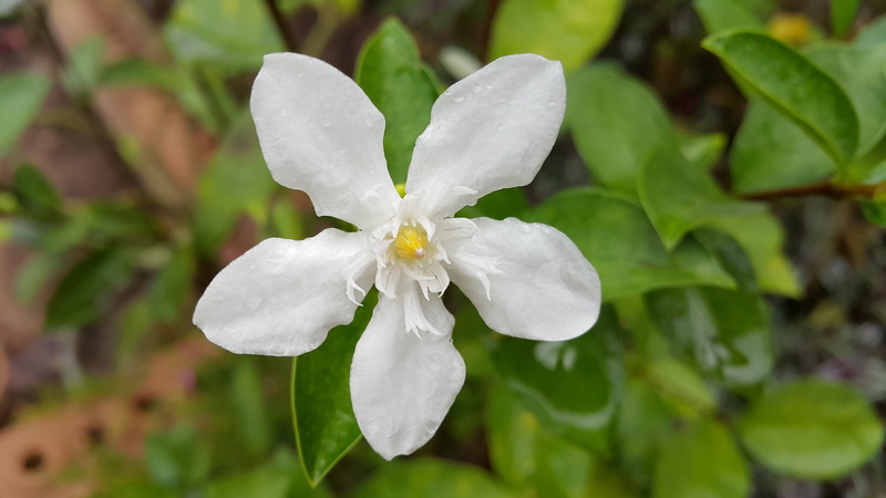 day, white, open, beauty in nature, flower head, fragility, nature, leaf, plant part, no people, pud, close-up, vulnerability, flowers, spring, focus on foreground